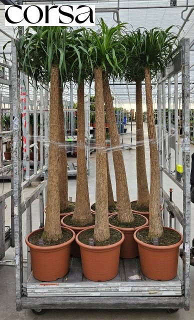 <h4>BEAUCARNEA RECUR</h4>