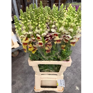 Antirr Sult L Yellow