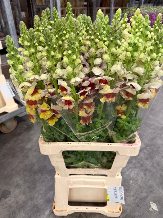 <h4>Antirr Sult L Yellow</h4>