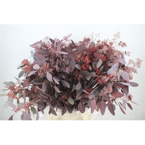 Euca Populus Berry 300gr Abs Red P Bunch