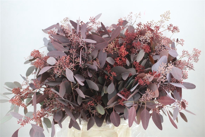 <h4>Euca Populus Berry 300gr Abs Red P Bunch</h4>