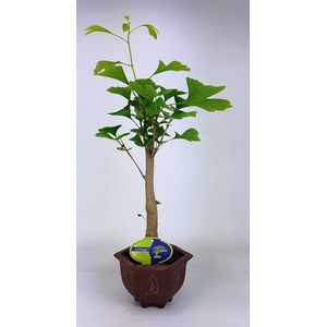 ginkgo biloba broom in hexagon pot