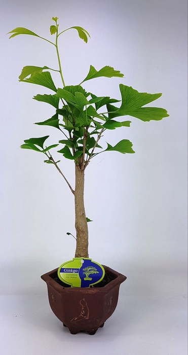 <h4>ginkgo biloba broom in hexagon pot</h4>