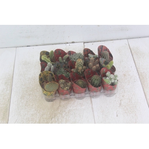 CACTUS MINI P06