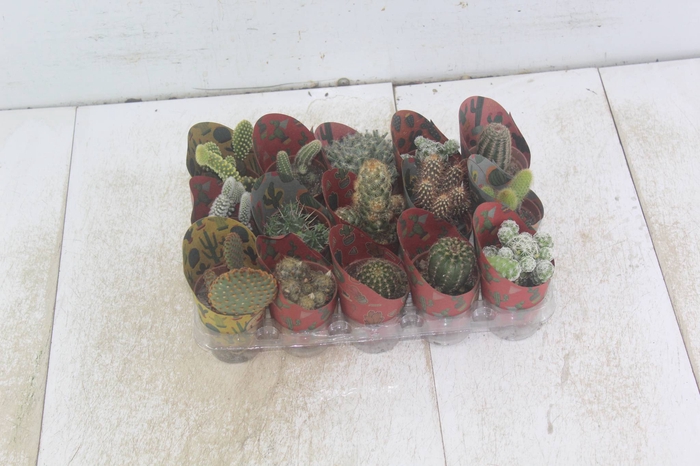 <h4>CACTUS MINI P06</h4>