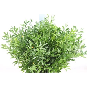 Ruscus Middel 200 Gram