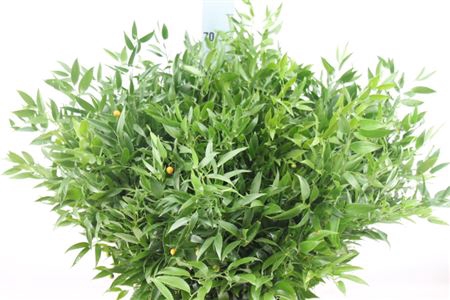 <h4>Ruscus Middel 200 Gram</h4>