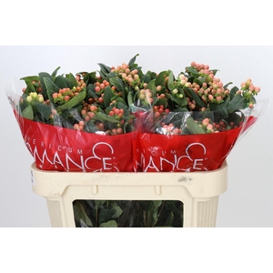 Hypericum Mellow Romance Spray