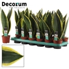 Sansevieria Night Shade 9 cm (Decorum)