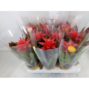 Guzmania  'Lorena'