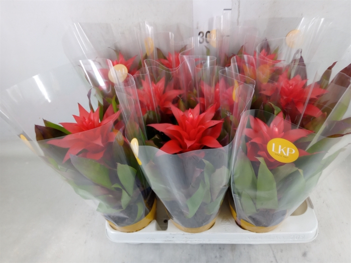 <h4>Guzmania  'Lorena'</h4>