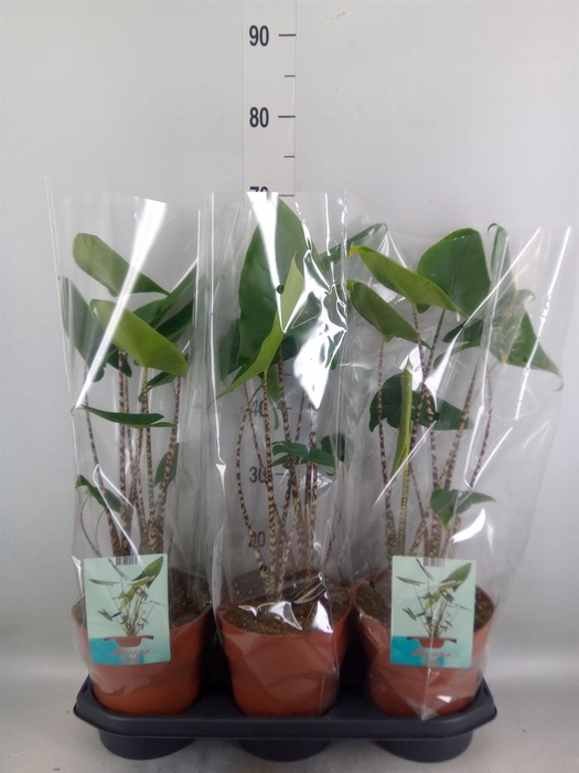 <h4>Alocasia zebrina</h4>