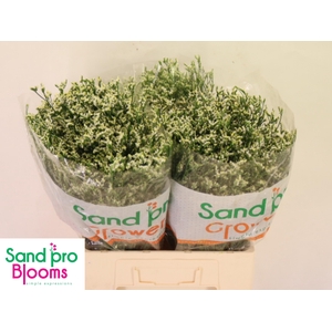 LIM SIN COOL DIAMOND