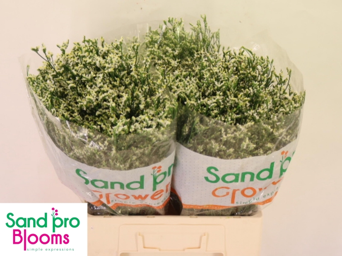 <h4>LIM SIN COOL DIAMOND</h4>