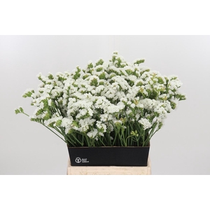 Limonium S - Wh Starl Wings