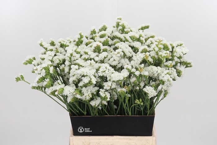 <h4>Limonium S - Wh Starl Wings</h4>