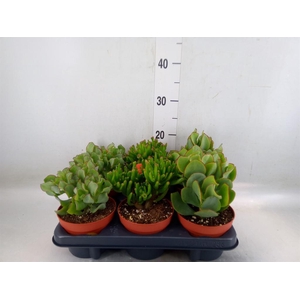 Crassula   ...mix