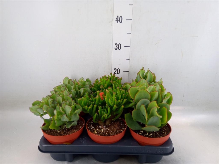 <h4>Crassula   ...mix</h4>