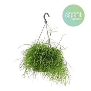 Rhipsalis Oasis hangpot