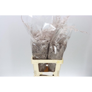 Asparagus Extra Veren Champagne X50