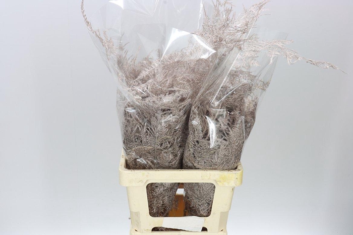 <h4>Asparagus Extra Veren Champagne X50</h4>