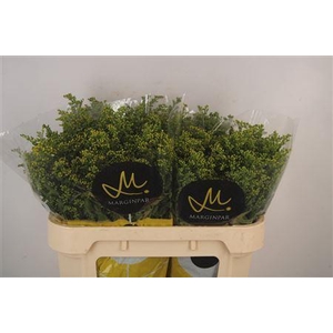 Solidago Carzan Glory