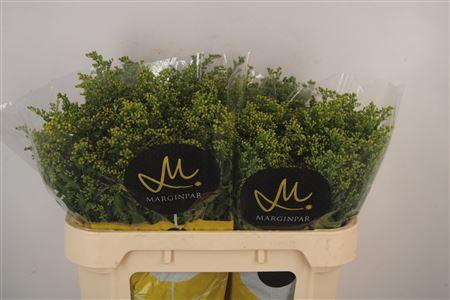 <h4>Solidago Carzan Glory</h4>