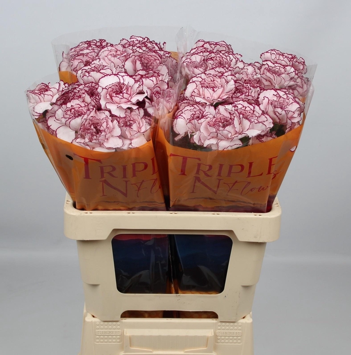 <h4>DI ST DAMASCUS</h4>