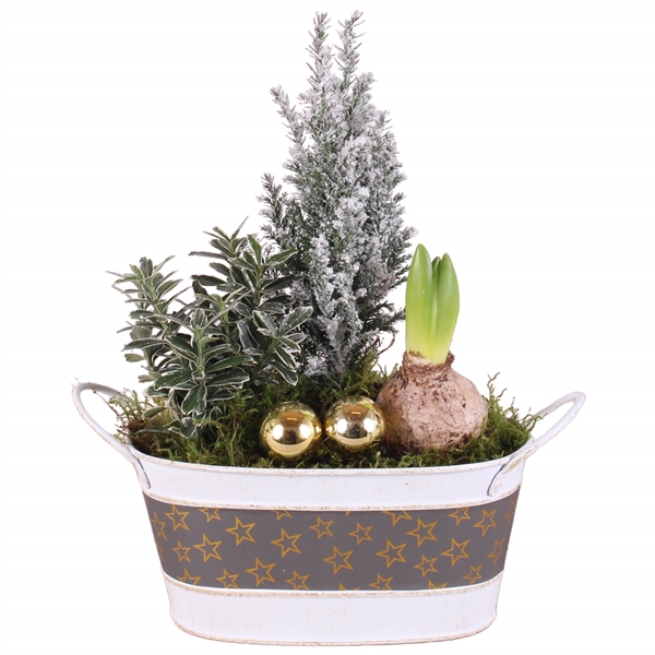 <h4>Christmas Arr. Outdoor Pot oval star design ø23cm 3pp</h4>