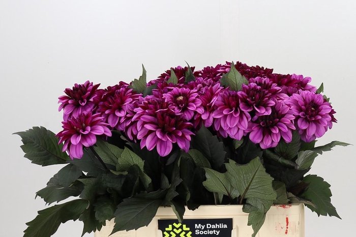 Dahlia Melissa Anne Marijke