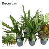 Aglaonema mix 12 cm (Decorum)