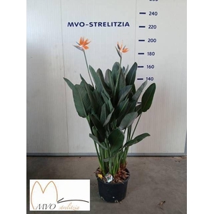 Strelitzia reg.