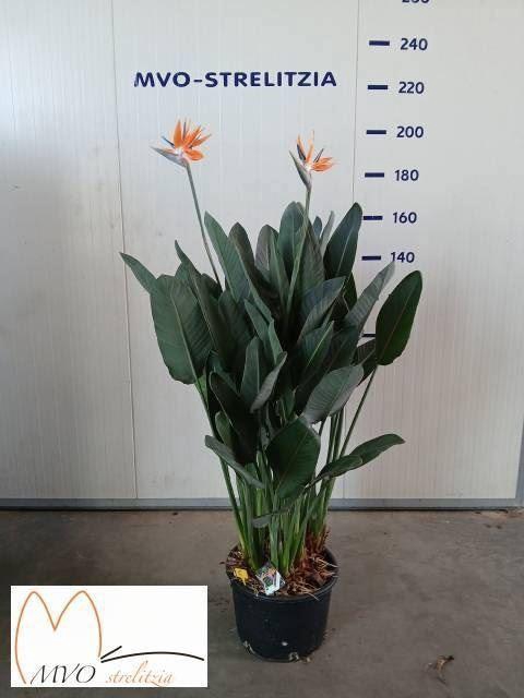 <h4>Strelitzia reg.</h4>