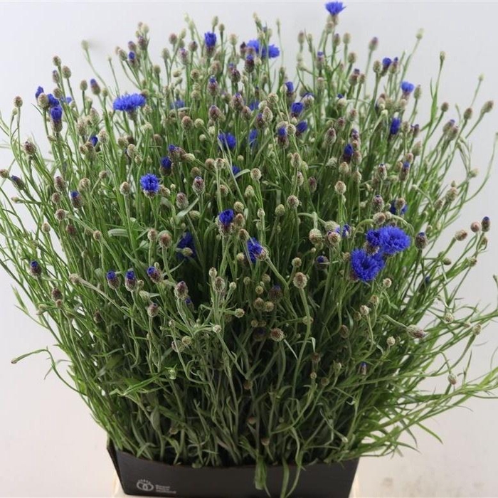 <h4>CENTAU CYANUS</h4>