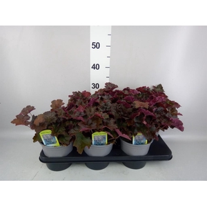HEUCHERA MICRANTHA 'PALACE PURPLE'