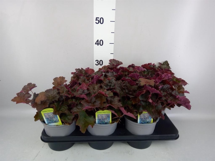 <h4>HEUCHERA MICRANTHA 'PALACE PURPLE'</h4>