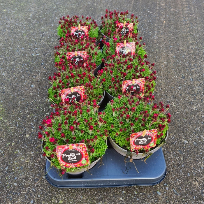 <h4>Saxifraga arend.</h4>