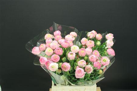 <h4>Ran Aazur Li Pink</h4>