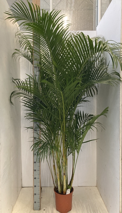 DYPSIS LUTESCENS