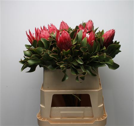 <h4>Protea Cynaroides Madiba</h4>