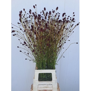 SANG OFFICINALIS