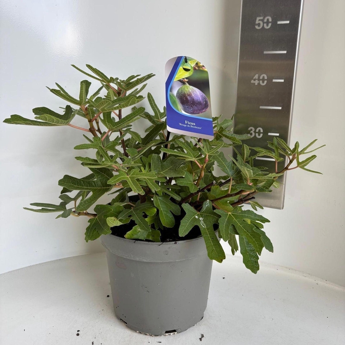 <h4>Ficus carica</h4>