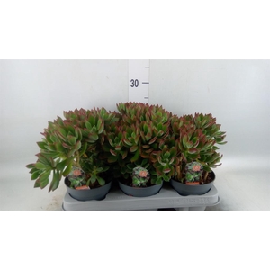 Echeveria pulvinata 'Devotion'