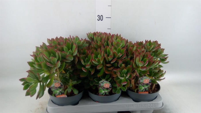 <h4>Echeveria pulvinata 'Devotion'</h4>