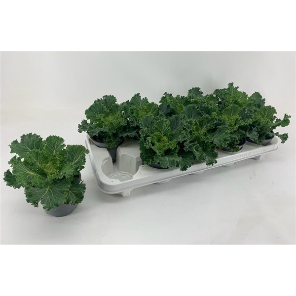 <h4>Brassica gekruld wit</h4>