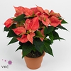 Poinsettia 10,5 cm Christmas Feelings® Fantasy