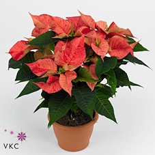 Poinsettia 10,5 cm Christmas Feelings® Fantasy