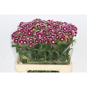Dianthus Br King
