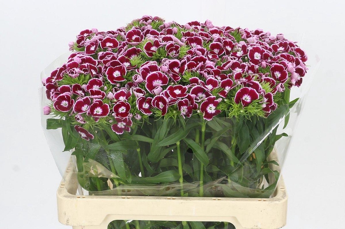 <h4>Dianthus Br King</h4>