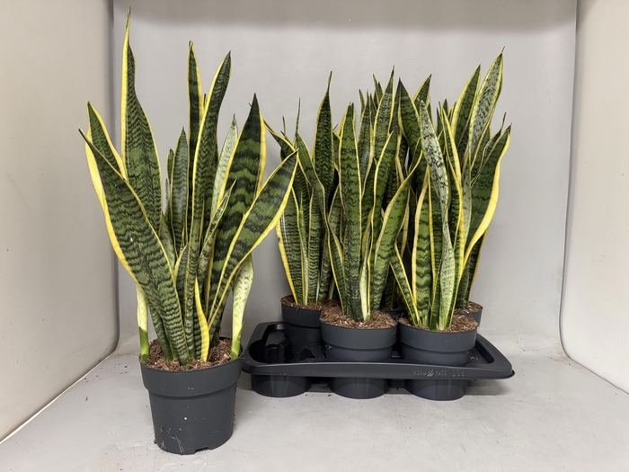 <h4>SANSEV LAURENTII</h4>